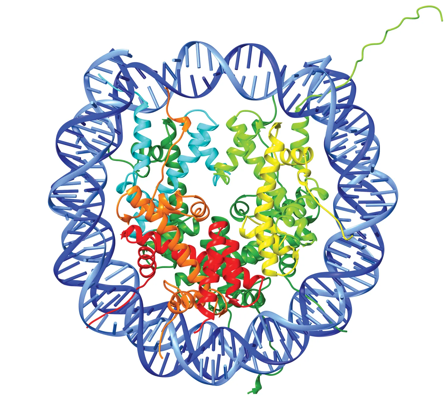 Nucleosome structure showing DNA wrapped around histone proteins rendered as colored ribbon helices