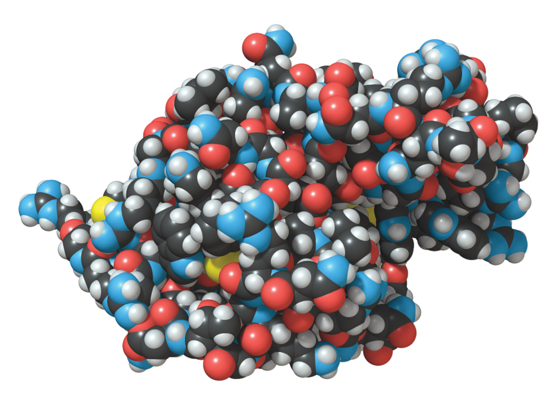 Space fill representation of a protein